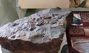 Fosilie - další koníčkářská výstava